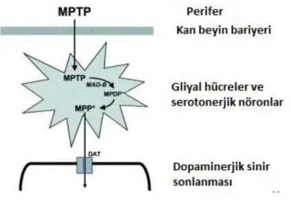 ġekil 2.6. MPTP metabolizmasının şematik gösterimi (Kaynak 109‟dan modifiye edilerek alınmıştır)   [109]