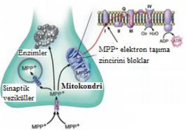 Şekil 2.4. MPP + ’nin Hücre İçi Yolağı  6-Hidroksidopamin (6-OHDA) 