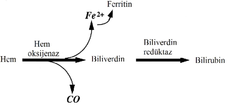 Şekil 2.8. Hem Oksijenazın Enzimatik Reaksiyonu  2.1.8.1. HO Sisteminin Elementleri        
