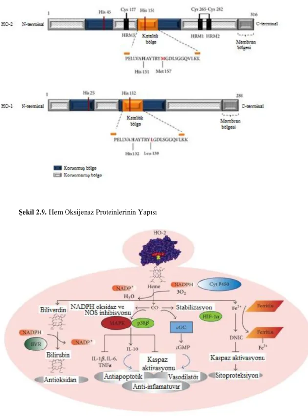 Şekil 2.9. Hem Oksijenaz Proteinlerinin Yapısı        