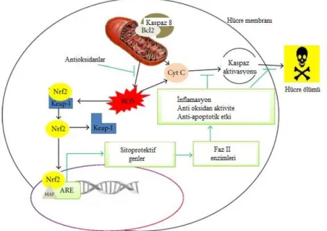 Şekil 2.13. Nrf2/ARE Sinyal Yolağı 