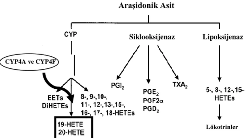 ġekil 2.2. Araşidonik asit yolağı 