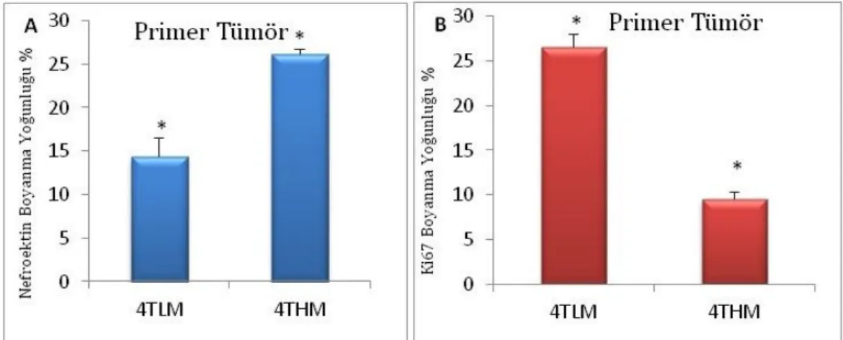 Şekil 13:  12  günlük  metastaz  sonucu  elde  edilen  primer  tümörlerde  nefronektin  (A)  ve  Ki67  (B)  proteinlerinin immün boyanma yoğunluklarının karşılaştırılması.