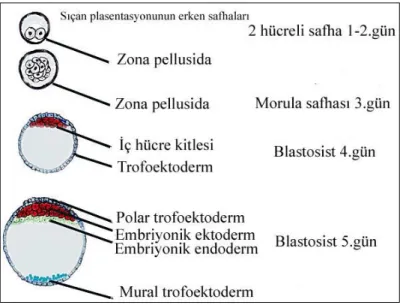 Şekil 2.4. Fare plasentasyonunun erken safhaları [61]. 