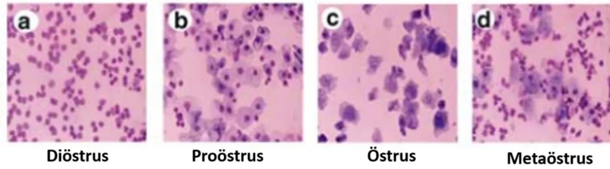 Şekil 3.1: Vajinal simir örneklerin Geimsa boyamaları. a. Diöstrus, b. Proöstrus, c. Östrus,      d