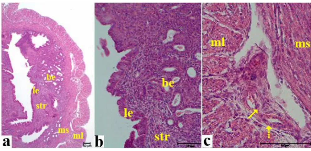 Şekil 4.2: 1 günlük gebe fare uterusunun görünümü (H-E, X10). a: 1 günlük gebe fare   uterusunda    lümenden itibaren içten dışa doğru tüm katmanlar görülmektedir (H-E, X2,5), b: 1 günlük    gebe fare grubuna ait uterusunda lümen epiteli ve bez  yapılarını