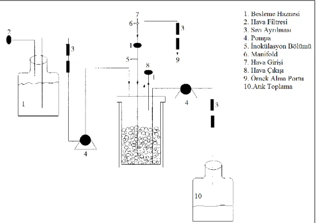 Şekil 2.5. Tekrarlanan-kesikli biyofilm reaktörün şematik gösterimi (Demirci vd 1997)  2.9