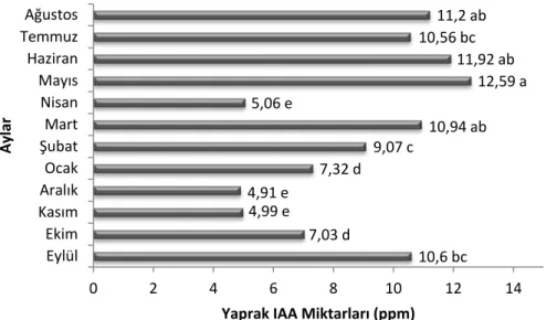 Şekil 4.24. Gemlik zeytin çeşidinde farklı dikim sıklığı ve budama uygulamaları sonucu  yaprak örneklerinde aylara göre saptanan ortalama IAA miktarları (ppm)  (LSD %5 : 1.724) 