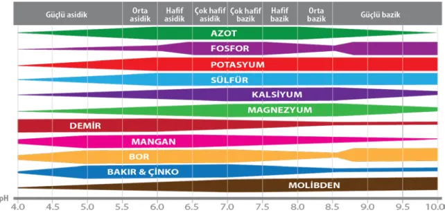 Şekil  2.2.    Bitki besin elementlerinin bitkiler  tarafından  optimum  şekilde  alındığı  pH  değerleri 