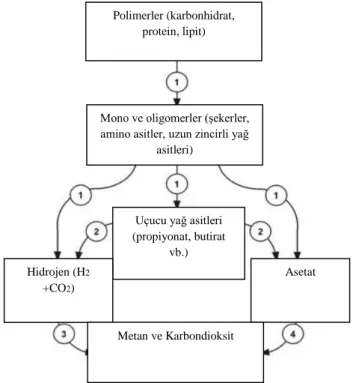 Şekil 2.6. Anaerobik ayrıştırmanın mekanizması (Ahring 2002) 