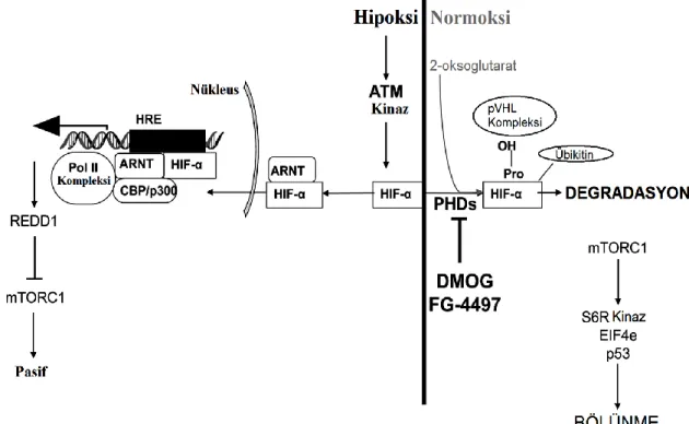 Şekil 2.6. ATM/HIF-1α bağlantısı ve normoksi hipoksi durumunda HIF-1α regülasyonu  (Forristal vd 2015) 