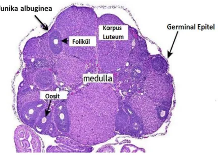 Şekil 2.2. Normal rodent ovaryumun histolojik görüntüsü [16]. 