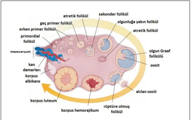 Şekil 2.3. Ovaryumdan geçen bir kesitin şematik çizimi [18]. 