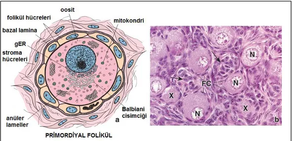 Şekil  2.4.  Primordial  Folikül.  a.  Primordiyal  folikülün  şematik  çizimi.  b.Primordiyal  folikülün  fotomikrografı