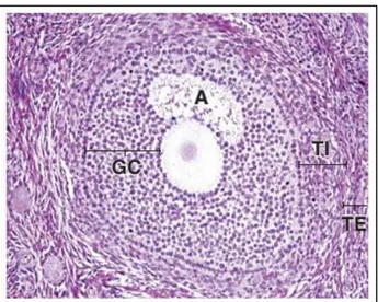 Şekil 2.6. Sekonder Folikülün Fotomikrografı. Stratum Granülozum (Granuloza hücreleri, Granulosa  Cells,GC ), Antrum (A), Teka İnterna (TI), Teka Eksterna (TE) [18].