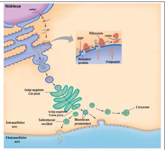 Şekil 2.8. Endoplazmik Retikulumda protein sentezi ve salgılanması [23]. 