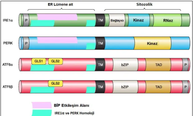 Şekil 2.9. UPR’de rol oynayan ER transmembran sensörleri [35].