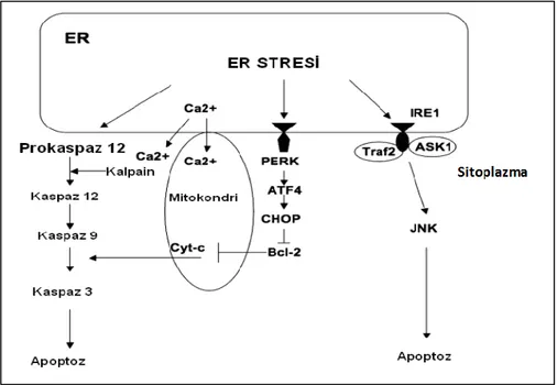 Şekil 2.12. Endoplazmik Retikulum Stresi ile Başlatılan Apoptoz Mekanizmaları [54]. 