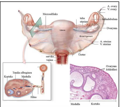 Şekil 2.1.   Ovaryumların şematik olarak gösterilen anatomik yapısı. [15] numaralı kaynaktan  modifiye edilmiştir