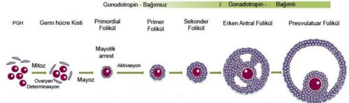 Şekil  2.4.  Primordiyal  germ  hücresinden  olgun  oosit  oluşumu  ve  folikülogenez  süreci