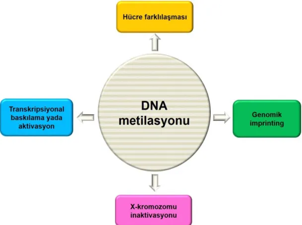 Şekil 2.8.  DNA metilasyonun genel olarak rol oynadığı mekanizmalar. 