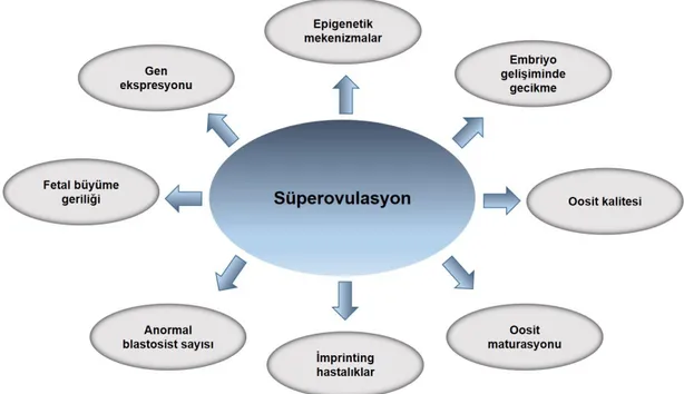 Şekil 2.11. Süperovulasyonun çeşitli mekanizmalar üzerine olumsuz etkileri. 