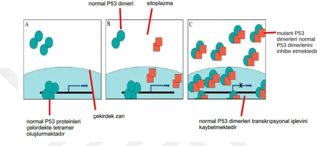 Şekil  2.3.  Mutant  P53  yabanıl  P53’ü  inhibe  etmektedir.  A:  Normal  hücrelerde  P53  sitoplazmada  dimer  olarak  sentezlenmektedir  ve  çekirdeğe  transfer  edilmektedir