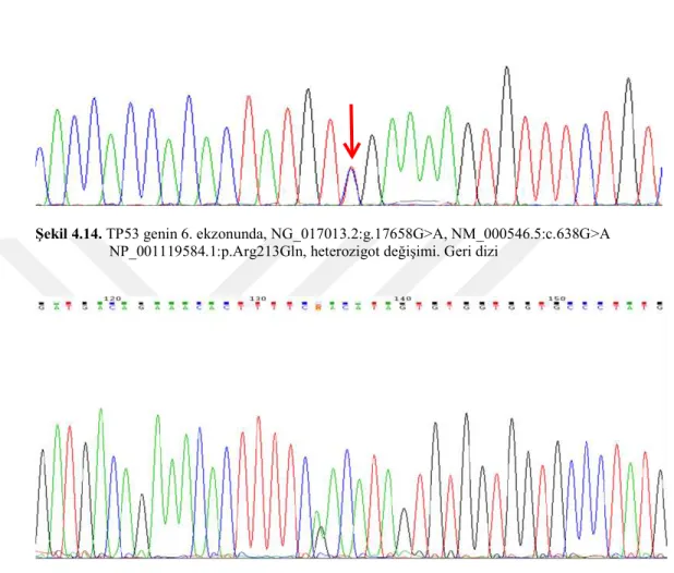 Şekil 4.14. TP53 genin 6. ekzonunda, NG_017013.2:g.17658G&gt;A, NM_000546.5:c.638G&gt;A        NP_001119584.1:p.Arg213Gln, heterozigot değişimi