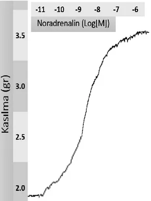 Şekil 4.6b. Noradrenalin konsantrasyon yanıt trasesi (Kontrol) 