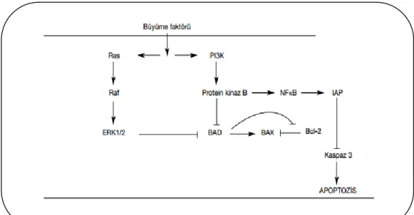 Şekil 4.   MAPK ve protein kinaz B yollarının apoptozis mekanizmalarına etkileri  [29]