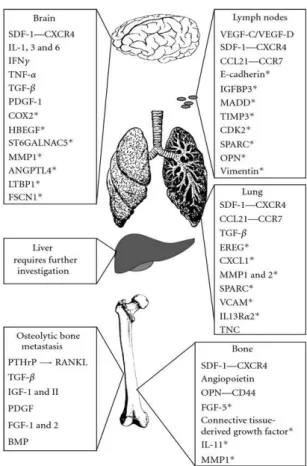 Şekil  8.  Meme kanserinin beyne, karaciğere, lenf nodlarına, akciğere ve kemiğe       organ- spesifik metastaz oluşturmasında rol oynayan genetik faktörler [59]