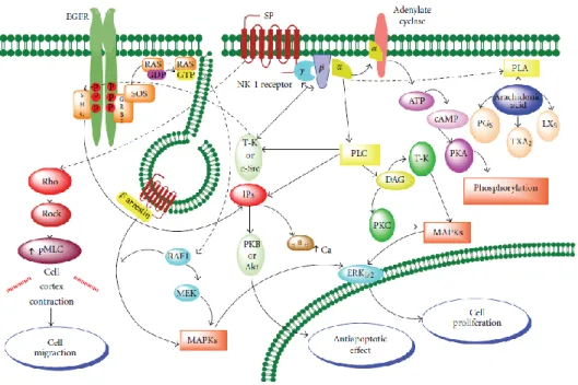 Şekil 9.   SP aracılı NK-1 reseptör aktivasyonu, hücre proliferasyonuna antiapoptotik etkiye ve hücre   migrasyonuna neden olur [82] 