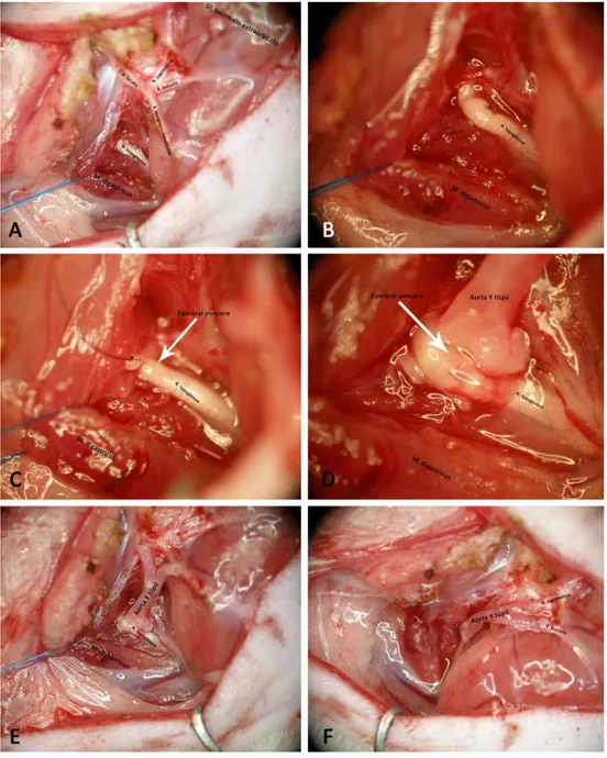 Şekil 3.2.  Aorta Y tüpü ile yapılan uç-yan hypoglossal-fasiyal sinir tamiri. 