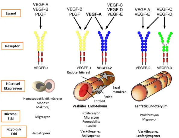 Şekil 2.6. 2. VEGF ailesinin vaskülogenez, anjiyogenez ve lenfanjiyogenezdeki moleküler mekanizmaları   [51]