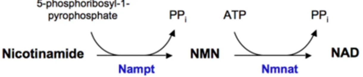Şekil 2. 3.    Nikotinamid  fosforiboziltransferaz  (Nampt)’ın  enzimatik  aktivitesi