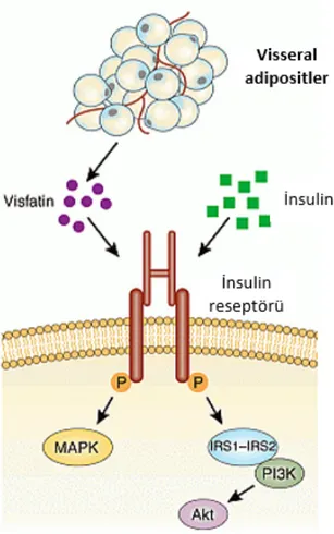 Şekil 2.5.  Visfatin’in insülin reseptörüne farklı bir bölgeden bağlanması. Bu şekil, [73]’nolu  kaynaktan alınmıştır