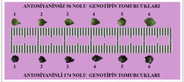 Şekil 4.1. Antosiyaninsiz 96 nolu ve antosiyaninli 174 nolu genotipin büyüklüklerine  göre altı gruba ayrılmış tomurcuklarının görüntüsü 