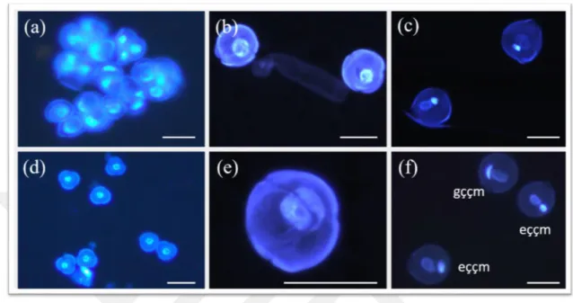 Şekil  4.2.  Antosiyaninsiz  96  ve  antosiyaninli  174  nolu  genotiplerin  farklı  tomurcuk  boylarında tespit edilen mikrospor safhaları (a-f arası barlar: 40µm): (a) 96  nolu genotipin 1