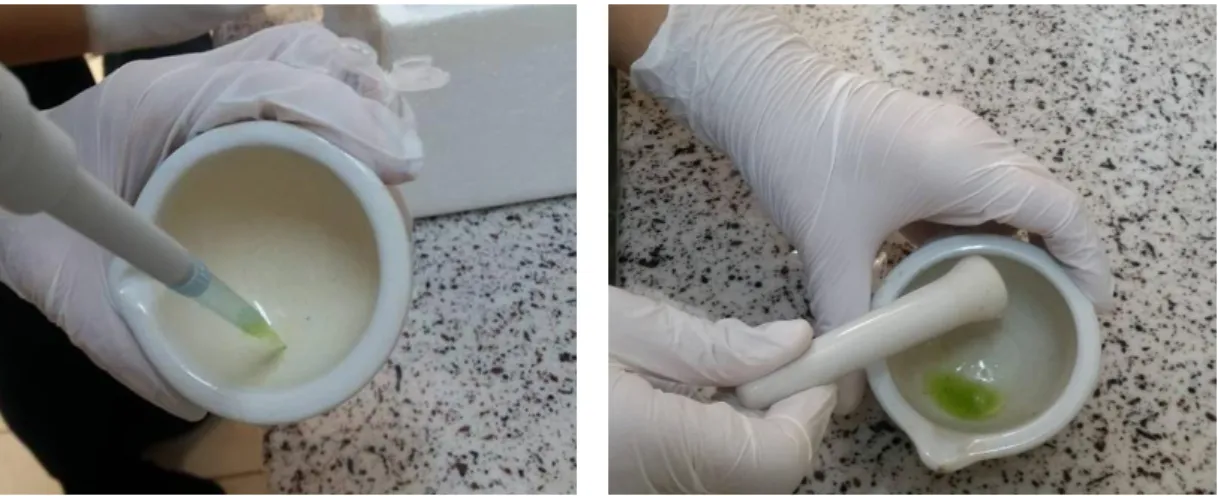 Şekil 3.5. DNA izolasyon aşamalarına ait görüntüler 