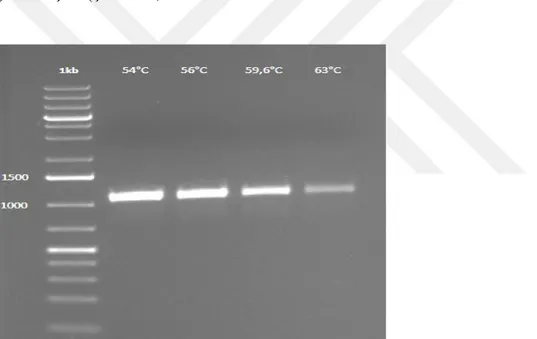 Şekil  4.3.  P.  pastoris  ADH3  geninin  PZR  ile  eldesinin  jelde  görüntülenmesi.  1kb: 