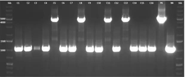 Şekil  4.10.  Transformant  GS115  genomik  DNA’larından  inaktif  DNA  parçası  (adh3::HIS4)  varlığının  PZR  ile  kontrol  edilmesi