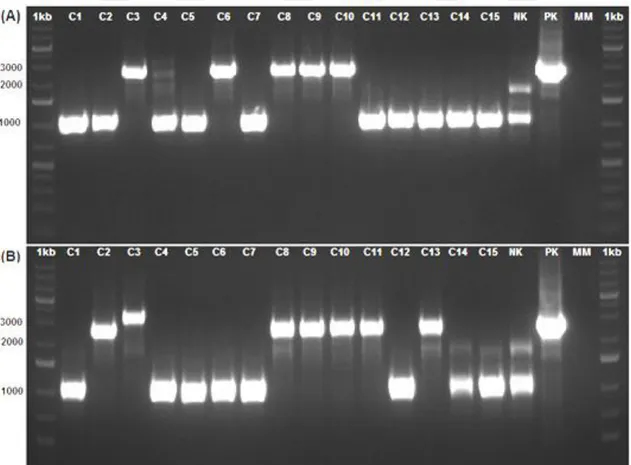 Şekil 4.24. Transformant X33 ve MK115 genomik DNA’larından nakavt fragment olan 