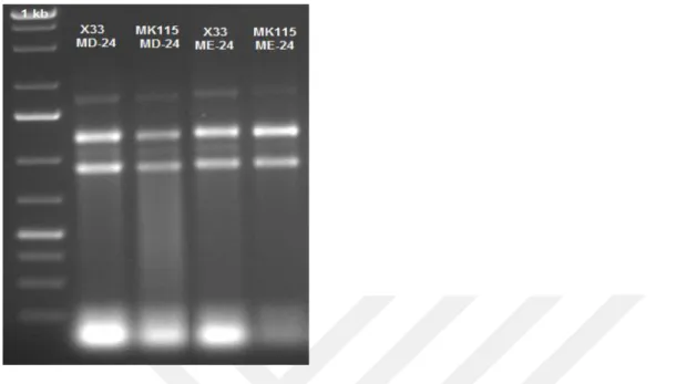 Şekil 4.27. X33 ve MK115 (adh3) hücrelerinden elde edilen RNA’ların jel görüntüsü 