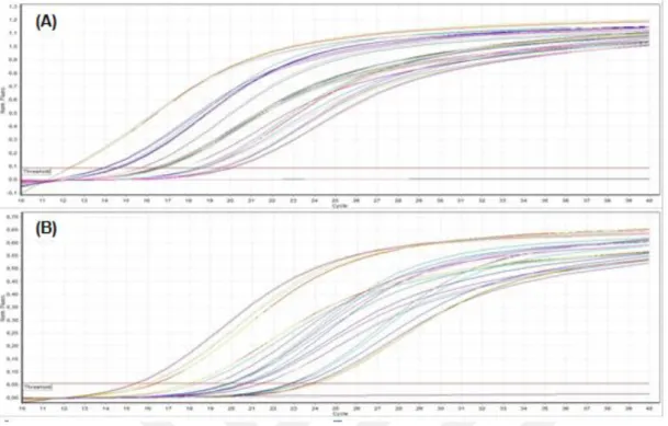 Şekil  4.29.  X33  ve  MK115  hücrelerinden  elde  edilen  cDNA  örneklerinin  qRT-PCR  analizi  sonrası  elde  edilen  Floresans-Döngü  grafikleri