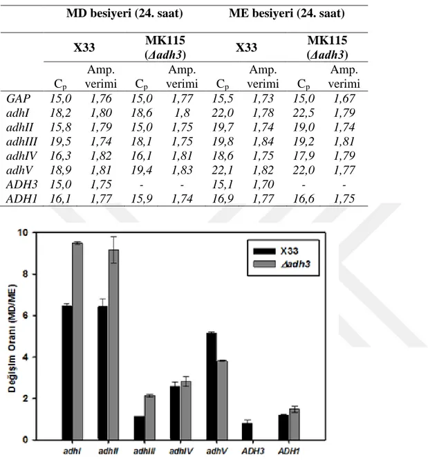 Çizelge 4.3. qRT-PCR sonucunda elde edilen Cp ve Amplifikasyon verimleri  MD besiyeri (24