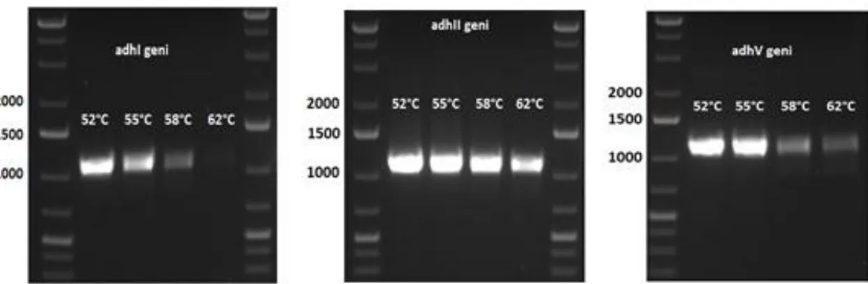 Şekil  4.32.  P.  pastoris  adhI,  adhII  ve  adhV  geninin  PZR  ile  eldesinin  jelde  görüntülenmesi