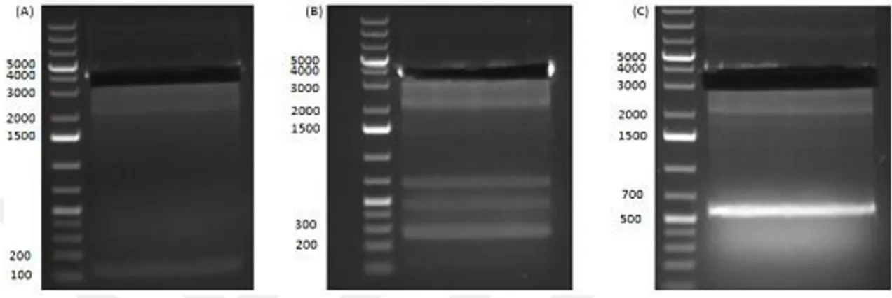 Şekil 4.34. ADH genlerini içeren lineer plazmitlerin elde edilmesi için jelden kesilmesi  ve ekstraksiyonu 