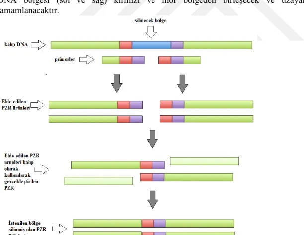 Şekil 3.4. Overlap PZR yönteminin şematik gösterimi 