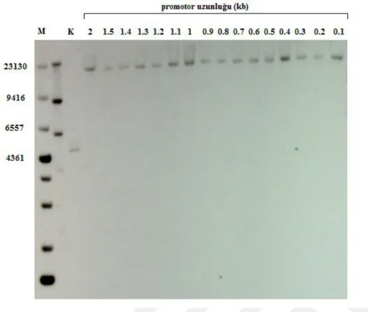 Şekil 4.9. Sondan silme analizinde gen kopya sayısının Southern blot ile doğrulanması 
