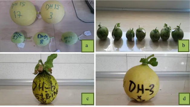 Şekil 3.4.a-b-c-d Tozlama sonrası hasat edilen farklı genotipte kavun meyveleri 